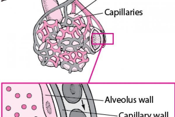 Блэкспрут анион официальный сайт